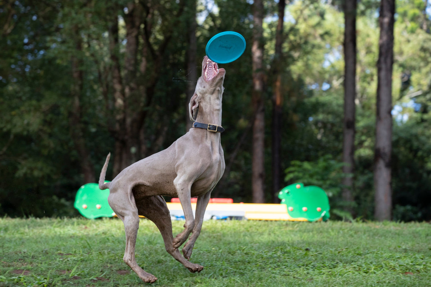 WABOBA WOOF GAMES BUNDLE