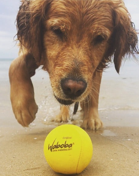 FETCH DOG BALL